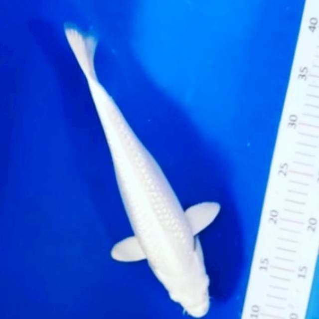 platinum 30cm
