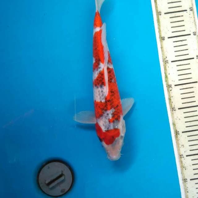 Maruten goshiki 36 cm