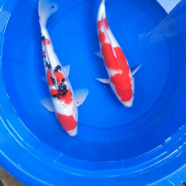 Sk mix koi