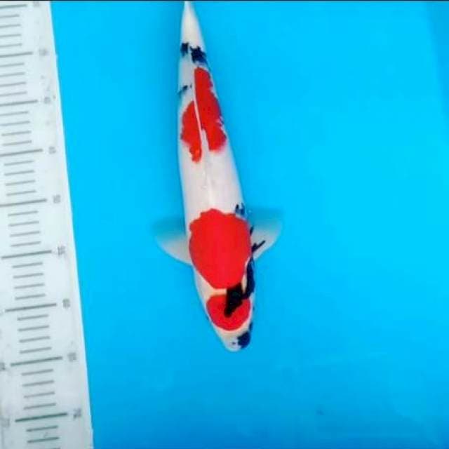 Maruten showa male 39cm