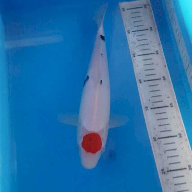 Tancho Sanke 30 cm
