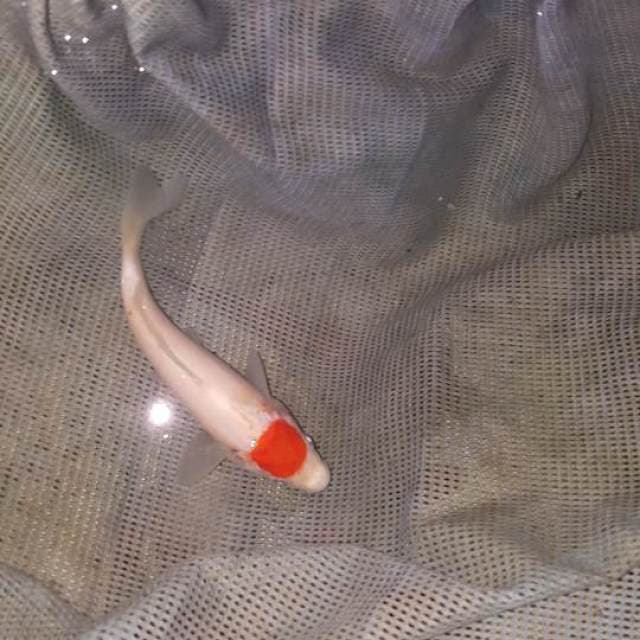 Tanco kohaku 15 cm
