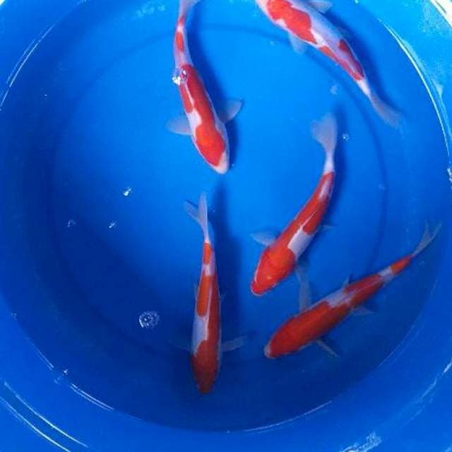 Mix kohaku doits 5 ekor