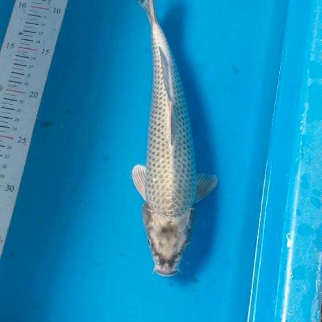 Caghoi mukhasi