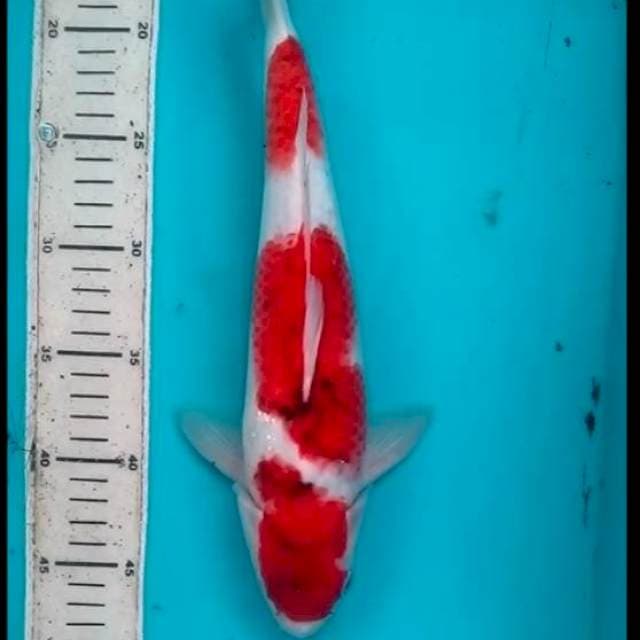 33cm AIGOROMO