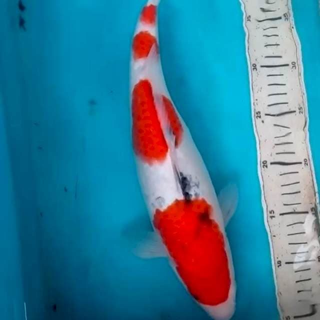 37cm SANKE