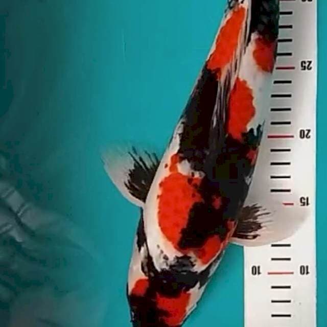 Showa F1 berpunuk bulky 40 cm BU