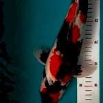 Showa F1 berpunuk bulky 40 cm BU