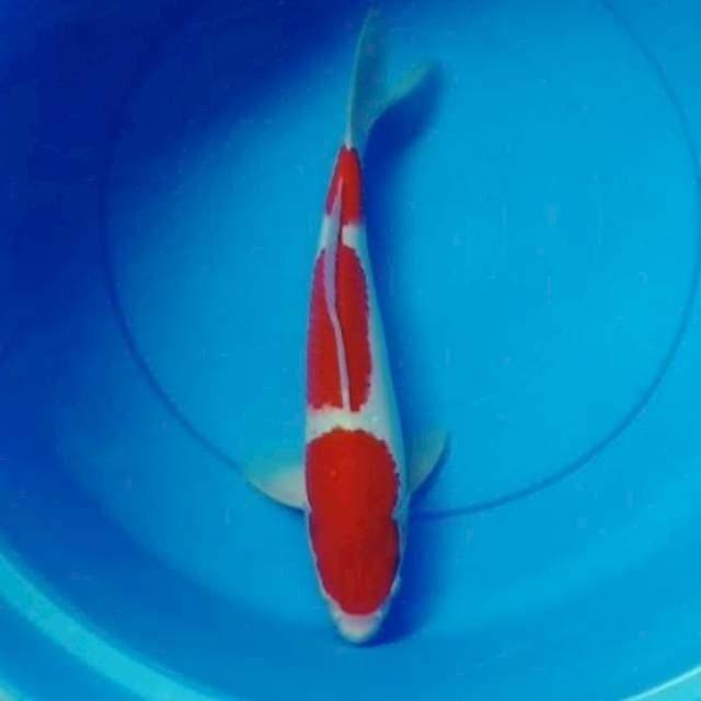 Red kohaku SQ