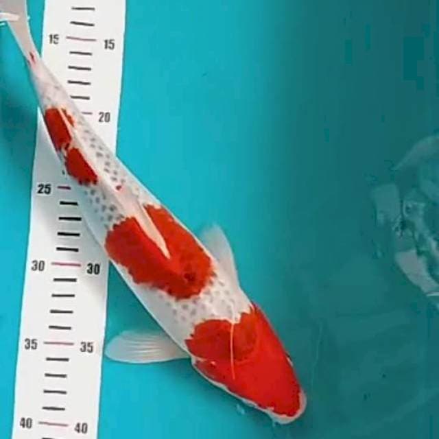 Goshiki male 35 cm