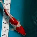 Goshiki male 35 cm
