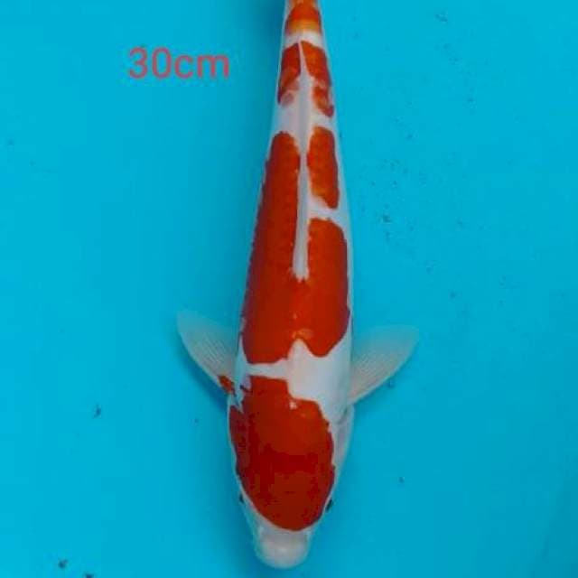 kohaku doit sisik tengah