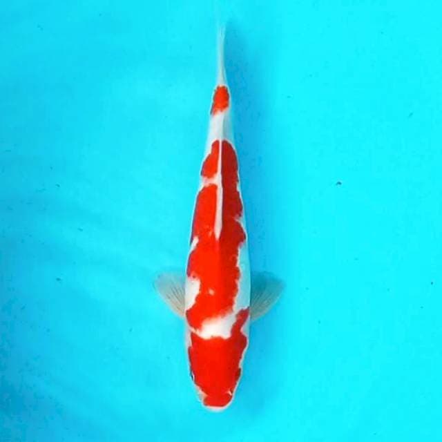 Kohaku*26cm