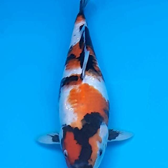 Showa 35 cm