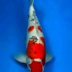 Sanke 49 cm