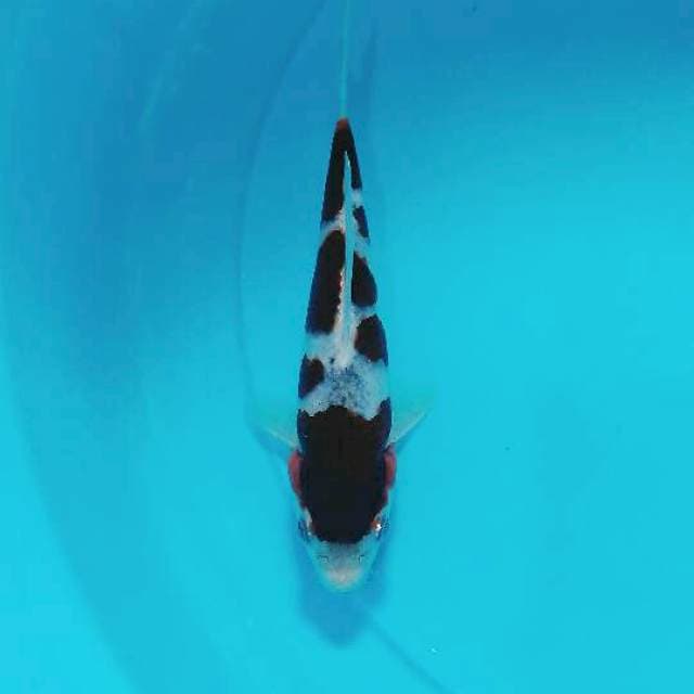 Goromo