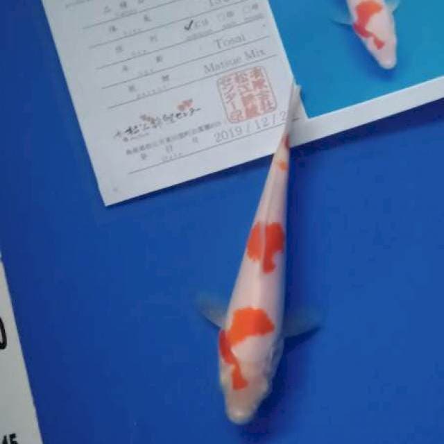Kohaku matsue tosai farm