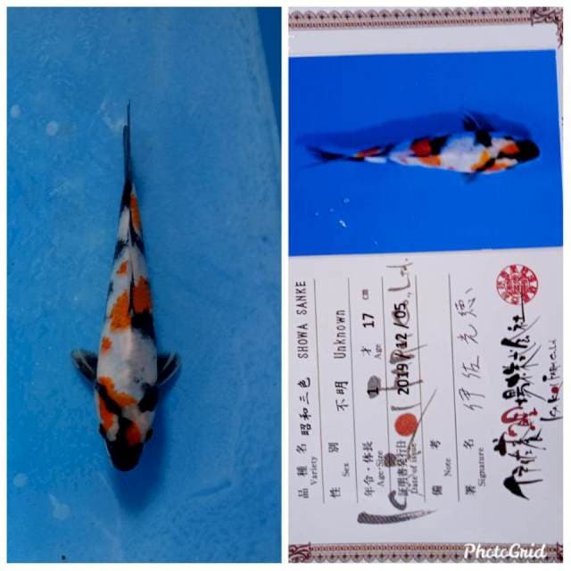 Showa tosai isa farm