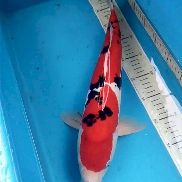 Doitsu Sanke Murni 45cm