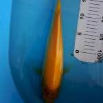Karashi Mata Merah breeder Good One Koi 35BU (+- 33cm)