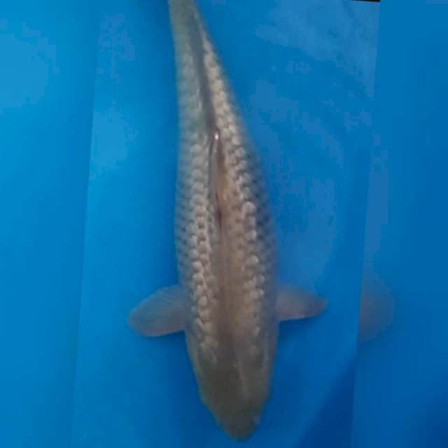 Midori ginrin 35cm siip