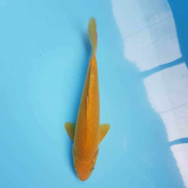 Karasi 25cm. Jantan
