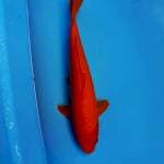 Red karasi 33cm. Jantan