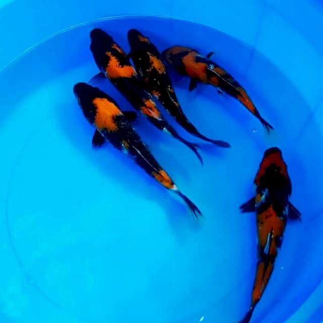 23cm || HI SHOWA SQ