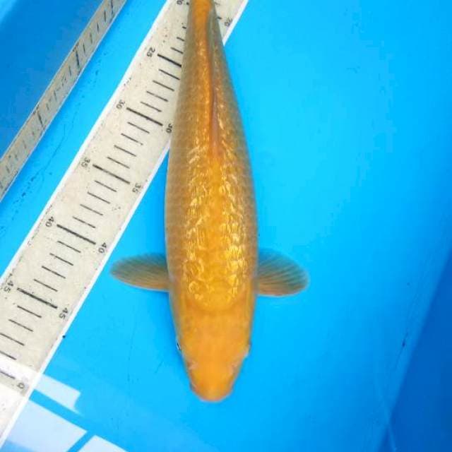 Botan35cm
