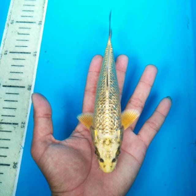 BABY MUKASI GINRIN