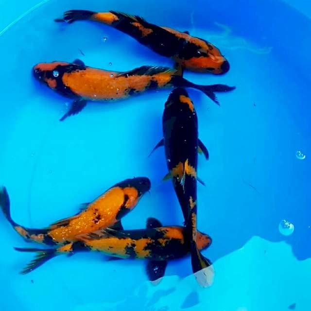 20cm || HI UTSURI