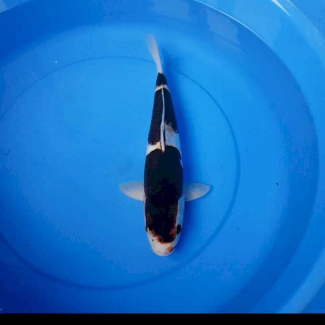 Budo goromo 33 cm