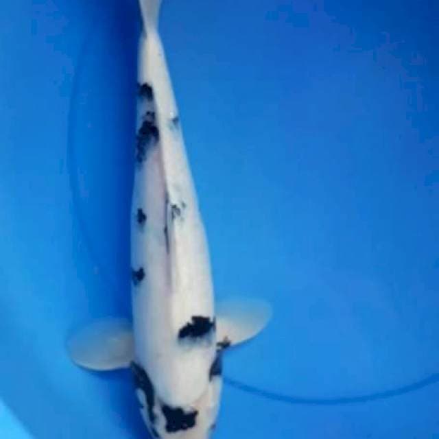 Shiro jantan 40cm