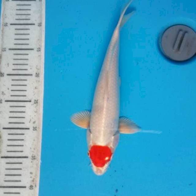 Tanco Kikusui 35cm