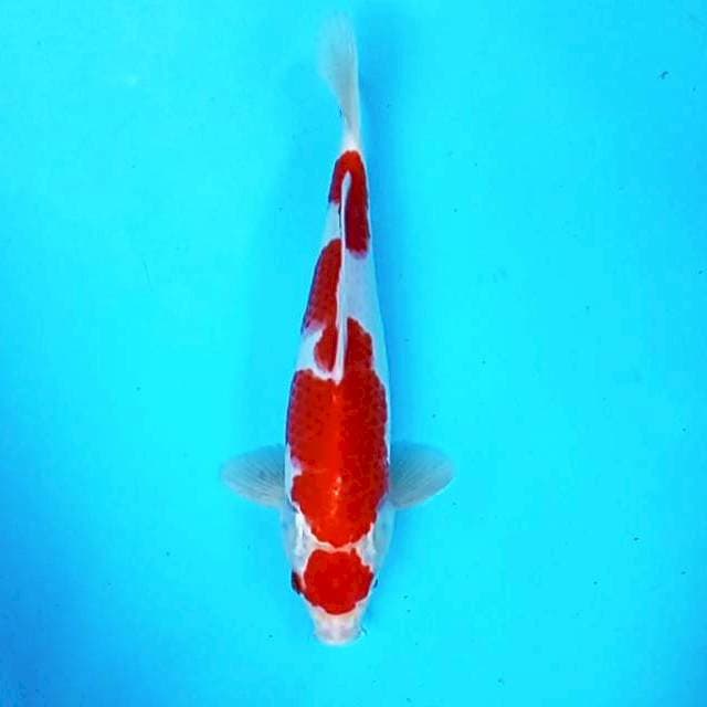 Kohaku # 28cm