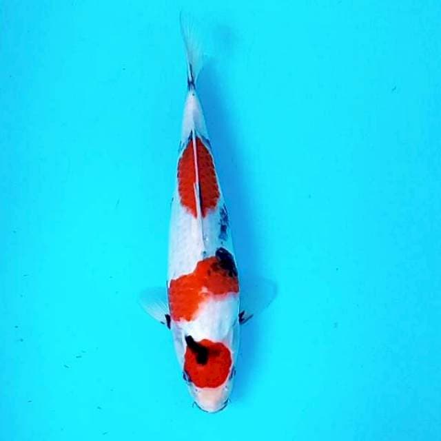 Kindai Showa # 30cm