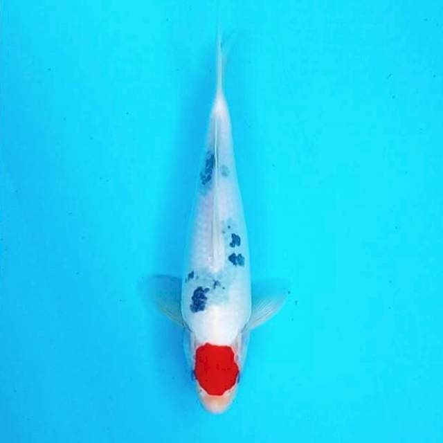 Tancho Tante # 32cm