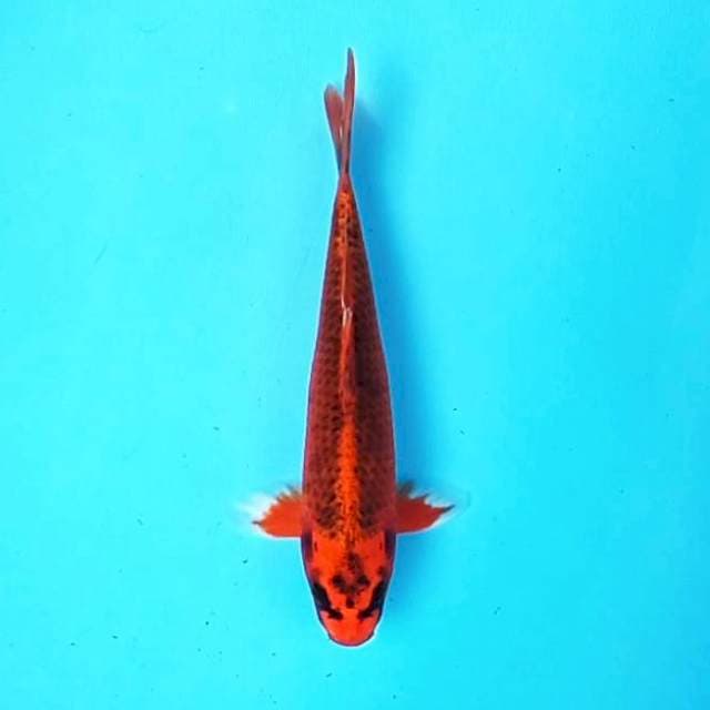 Matsuba Ogon # 27cm
