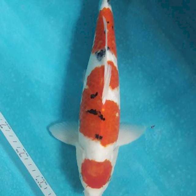 Maruten sanke male 40bu