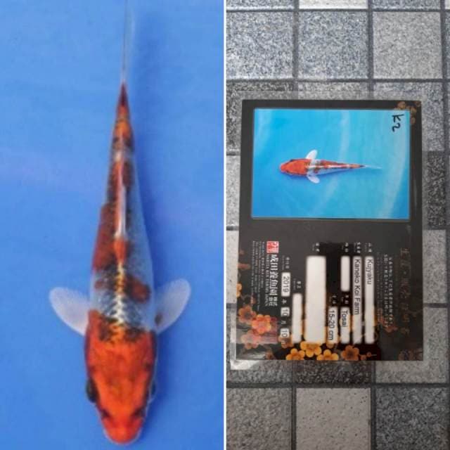 Kaneko kujaku 15cm