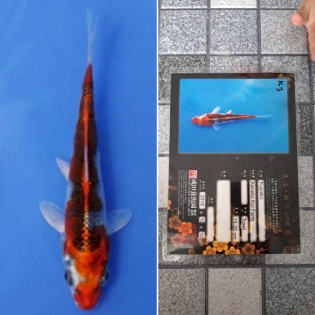 Kaneko kujaku 16cm