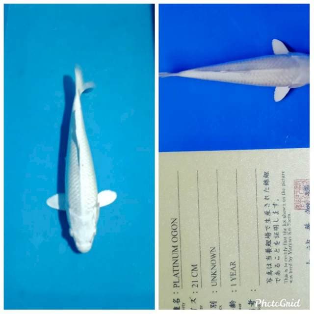 Platinum import putih mulus