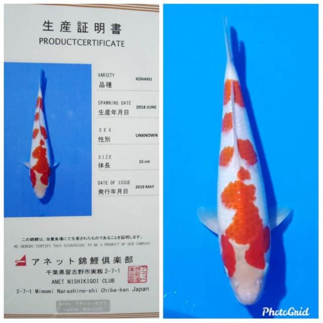 Kohaku import anetto body joss