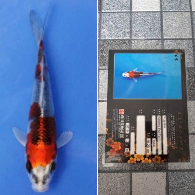 Kaneko kujaku 15cm serti