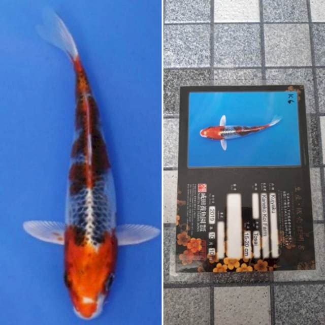 Kaneko kujaku 18cm