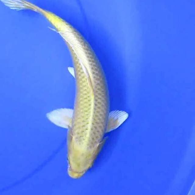 Botan30cm