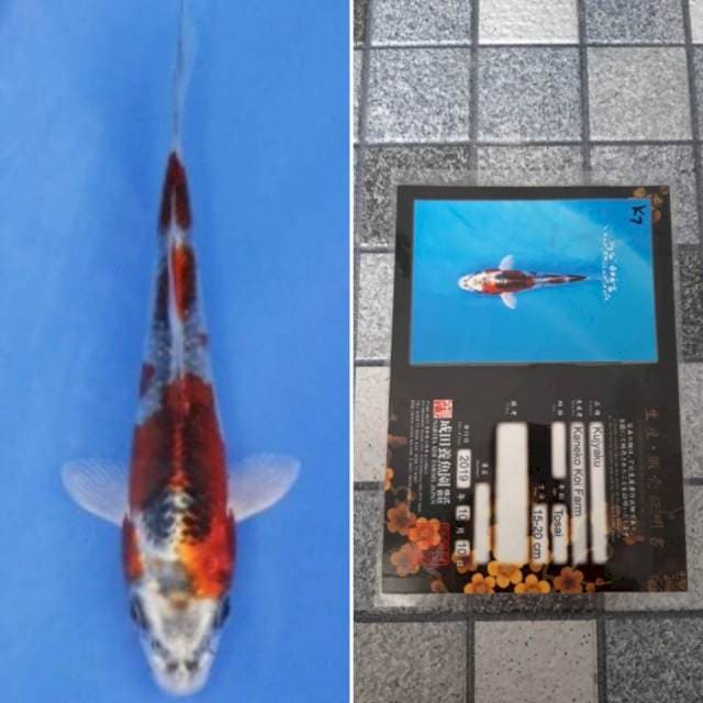 Kaneko kujaku 15cm serti