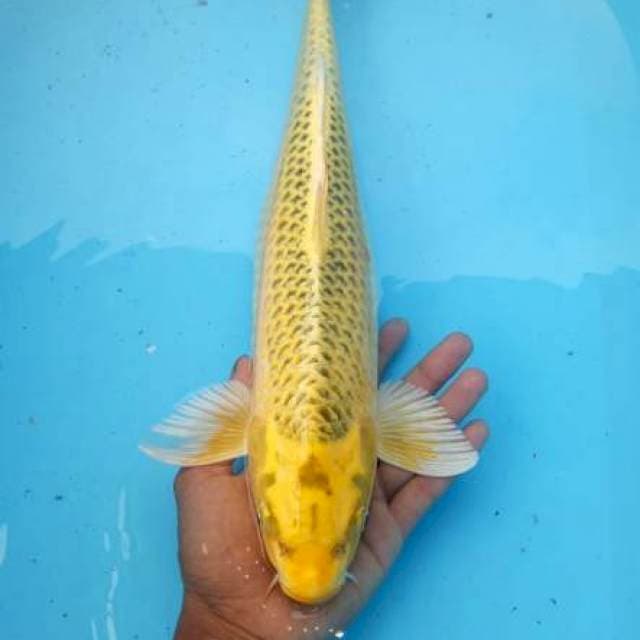 Gold ..24karat