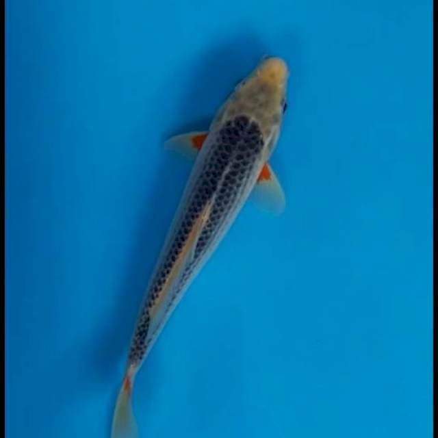 Asagi 30cm