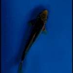 Asagi 30cm